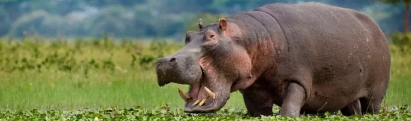 Netflix está produzindo comédia sobre os hipopótamos de Pablo Escobar